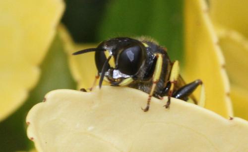 Réf. 286 293 : Ectemnius cephalotes
